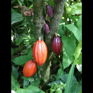 Ripe cocoa pods in shades of orange and deep purple hang from a moss-covered trunk in the Busoga region of Uganda, highlighting the area’s growing shift toward high-value cocoa cultivation