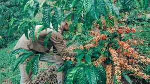 A local farmer carefully harvests ripe coffee cherries in Busoga, Uganda, as the sub-region moves from sugarcane dependence toward sustainable coffee and cocoa production