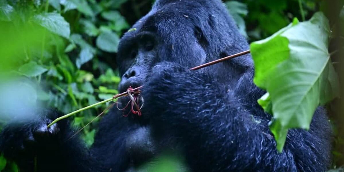 Mountain gorilla foraging in the dense rainforest of Bwindi’s Rushaga sector, home to some of Uganda’s most iconic primate encounters
