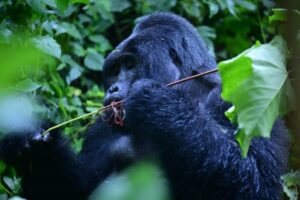 Mountain gorilla foraging in the dense rainforest of Bwindi’s Rushaga sector, home to some of Uganda’s most iconic primate encounters