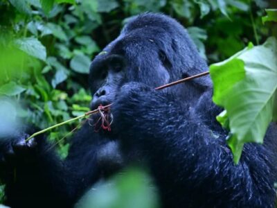 Mountain gorilla foraging in the dense rainforest of Bwindi’s Rushaga sector, home to some of Uganda’s most iconic primate encounters
