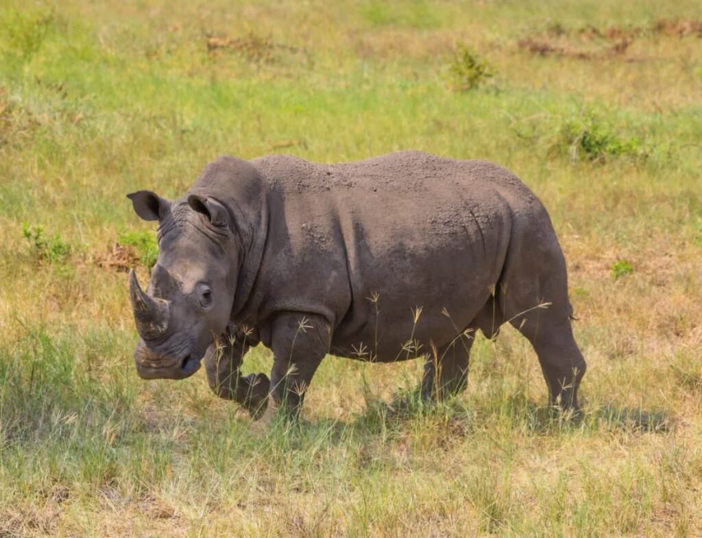 Southern White Rhino