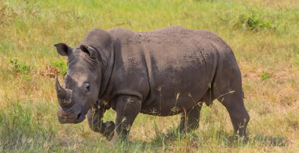 Southern White Rhino