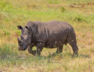 Southern White Rhino