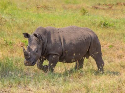 Southern White Rhino