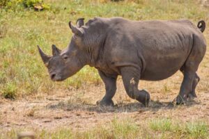 Southern White Rhino